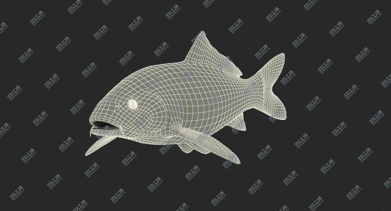 images/goods_img/2021040234/3D model Harivake Koi Fish Rigged for Maya/3.jpg